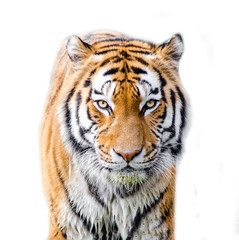 Tiger isolated on white