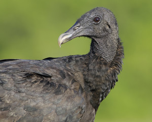 Black vulture (Coragyps atratus)