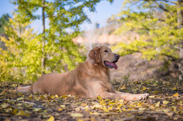 Golden Retriever to lie on the ground