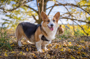 Corgi Dog in the woods