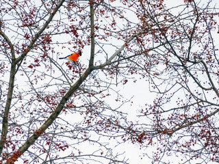 bullfinch on crab Apple tree