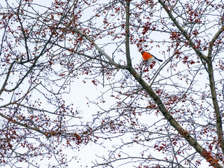 bullfinch on crab Apple tree