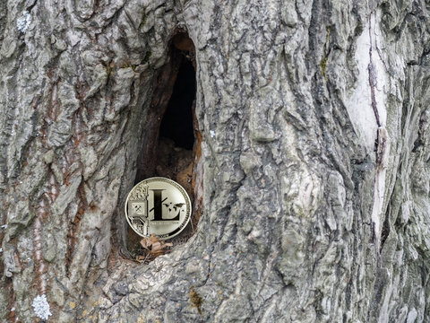 coin litecoin in the hollow of a tree. to store bitcoins.