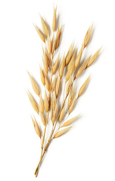 Oat Plant