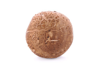 mushrooms on a white background.