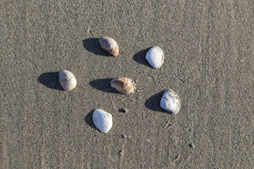 Fototapeta na wymiar Shell on the Sand