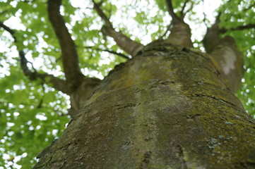 Fototapeta na wymiar Baum