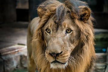 Close up of lion