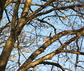Obraz premium Squirrel amongst branches of huge oak on blue winter sky