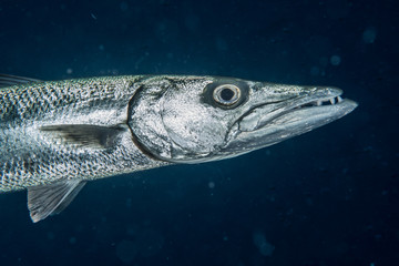 Barracuda close-up