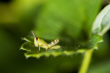 Grasshopper Baby Enlarged