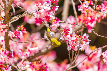 The Japanese White-eye and cherry blossoms. Located in Tokyo Prefecture Japan.