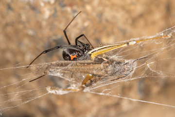 Black widow spider with prey