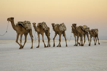 Camel caravans carrying salt blocks extracted from the salt pans by the Afar people of the Danakil.