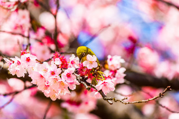 The Japanese White-eye.The background is cherry blossoms. Located in Tokyo Prefecture Japan.