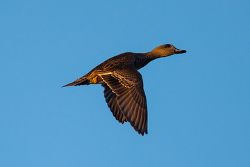 wild duck flying in the warm sunset light 