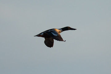 Northern Shoveler, flying in the warm sunset light 