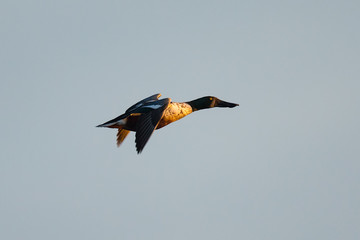 Obraz premium Northern Shoveler, flying in the warm sunset light 