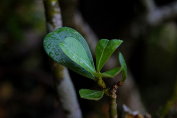 Adenium obesum Impala Lily  Azalea flowers