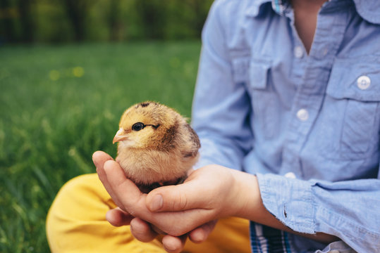 Boy sitting in a garden holding a chick