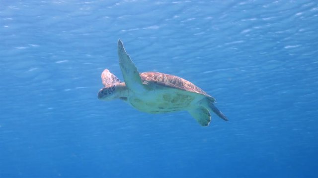 Green Sea Turtle swim in shallow water of the coral reef in the Caribbean Sea at scuba dive around Curacao /Netherlands Antilles