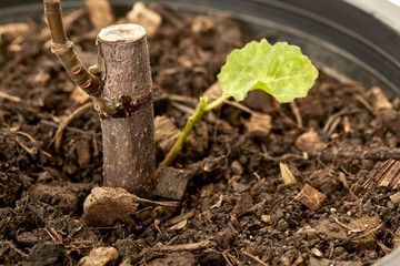 Fig tree plant in black plastic pot