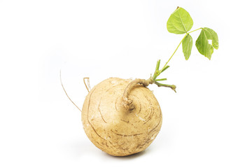 Whole single Jicama isolated on white background