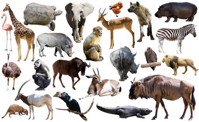 Wandcirkels Antilope Vogels, zoogdieren en andere dieren van Afrika geïsoleerd  © JackF