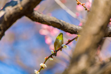 The Japanese White eye.The background is white plum blossoms and red plum blossoms.Located in Tokyo Prefecture Japan.