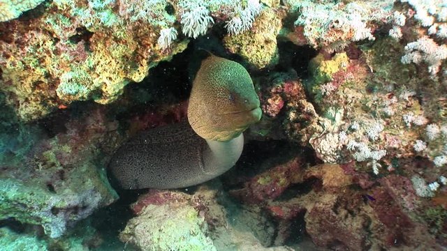 Giant Moray in Red sea of Egypt. Underwater relax video.