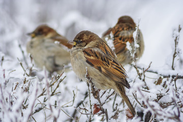Three sparrows on the bushes