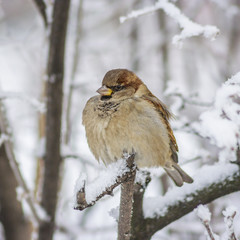 A sparrow on a branch
