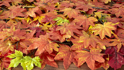 Autumn maple leafs on white background