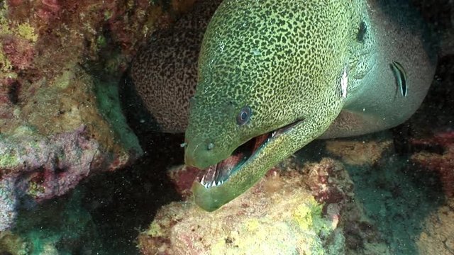 Giant Moray in Red sea of Egypt. Underwater relax video.