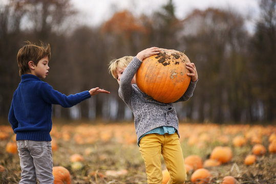 Two boys picking pumpkins in a pumpkin patch