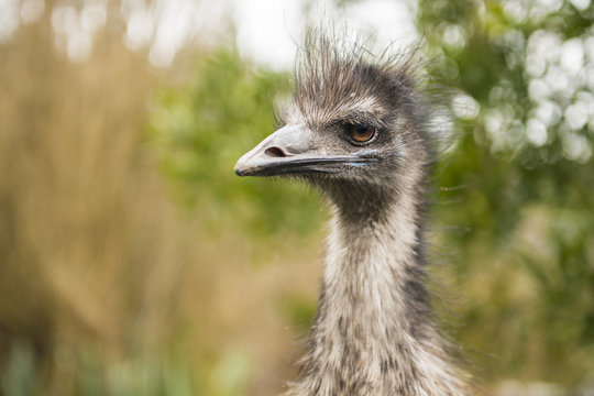 Emu by itself outdoors during the daytime.