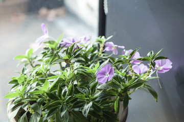green plant at the provence style house with nature.