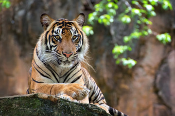 Portrait of a Sumatran tiger lying on a rock, Indonesia