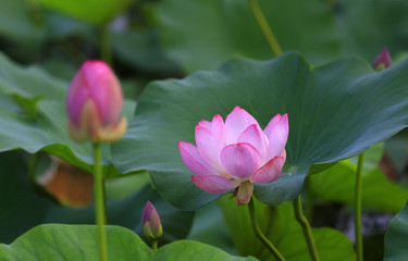 The lotus is in full bloom in the pond