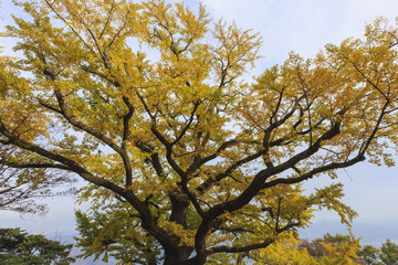 big old ginkgo tree at the korean traditional national temple at the fall.