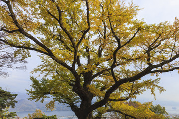 big old ginkgo tree at the korean traditional national temple at the fall.