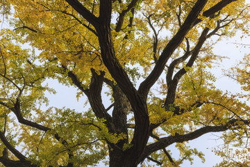 big old ginkgo tree at the korean traditional national temple at the fall.