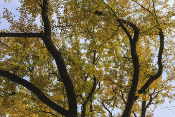 Fototapeta premium duże stare drzewo ginkgo w koreańskiej tradycyjnej świątyni narodowej na jesieni.