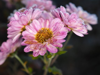 Obraz premium OLYMPUS DIGITAL CAMERA