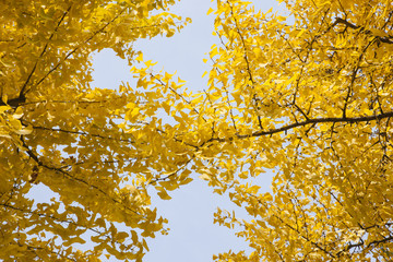yellow ginkgo, korean traditional national temple at the fall.