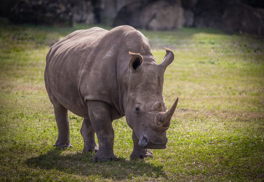 adult rhinoceros 
