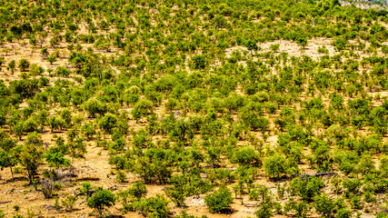 Aerial View of Mopane Trees in northern part of Kruger National Park, a large game reserve in South Africa