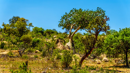 Fototapeta na wymiar Forest with Mopane Trees in northern part of Kruger National Park, a large game reserve in South Africa