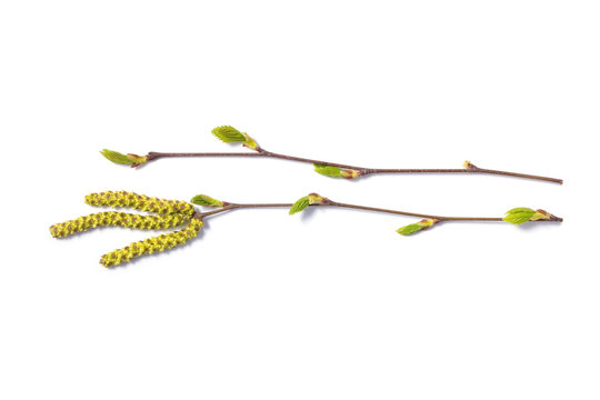 birch  tree branches with blossoming buds