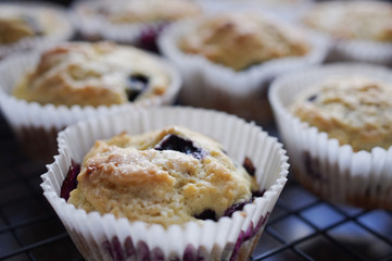 Blueberry Muffins